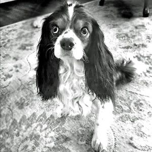 Meet your Posher, Callie